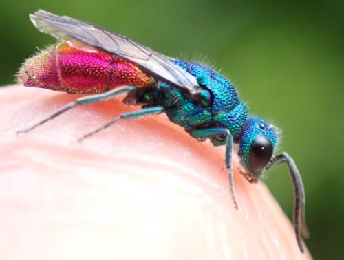 Réf. 334 361 : Chrysis terminata